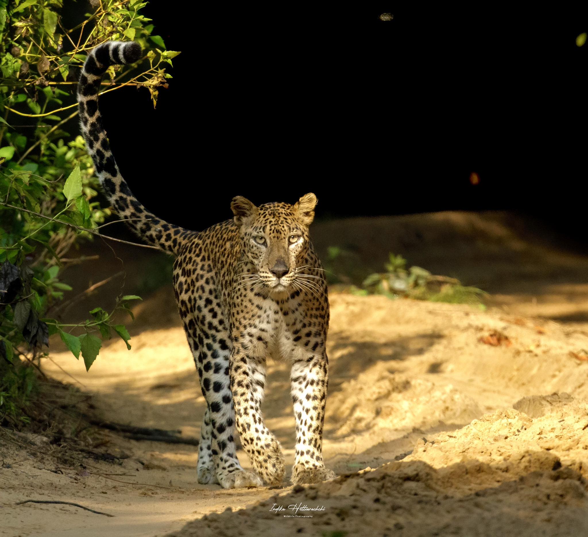 Clio – The Graceful queen of Wilpattu — A rare beauty in the heart of Wilpattu.