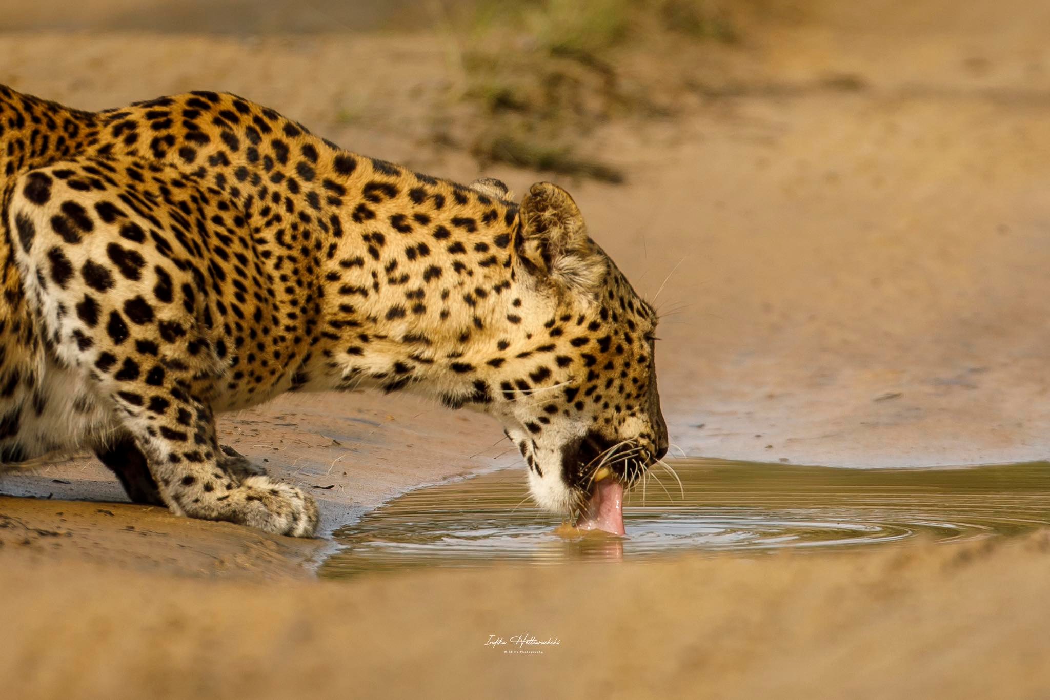 The Elegance of a Silent Moment — Willpattuwa National Park, Demata Vila road.