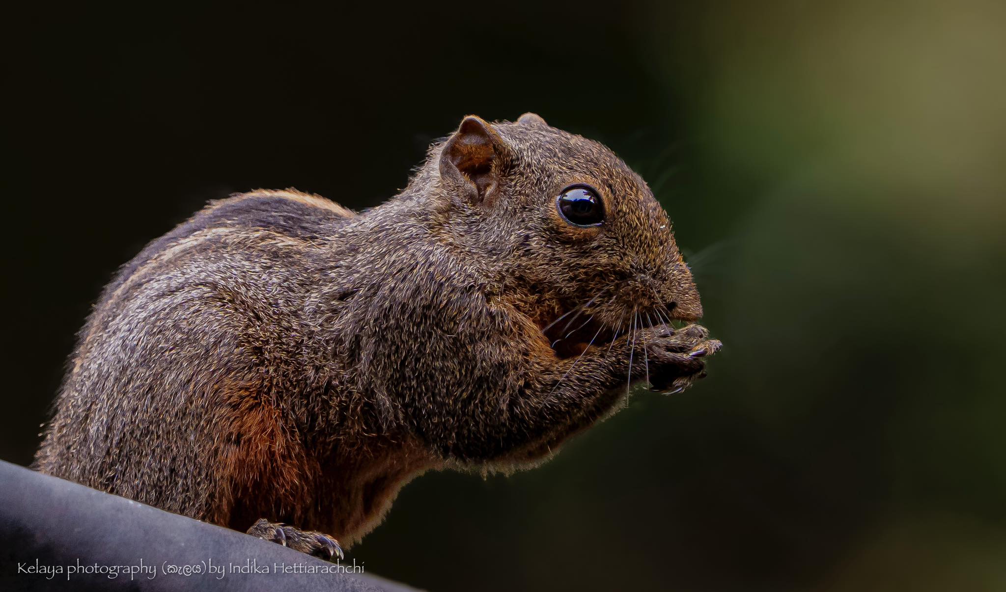The dusky striped squirrel (Funambulus obscurus) — Sinharaja rainforest