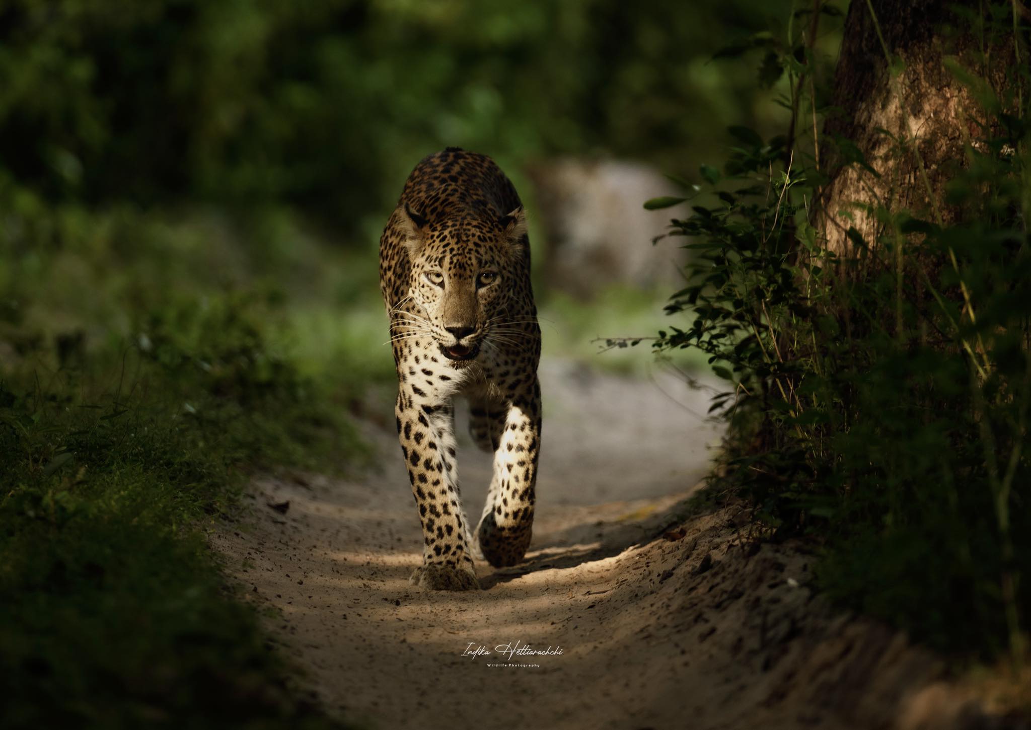 Emerging from Shadows: A Tale of Two Cubs — Willpattuwa National park
