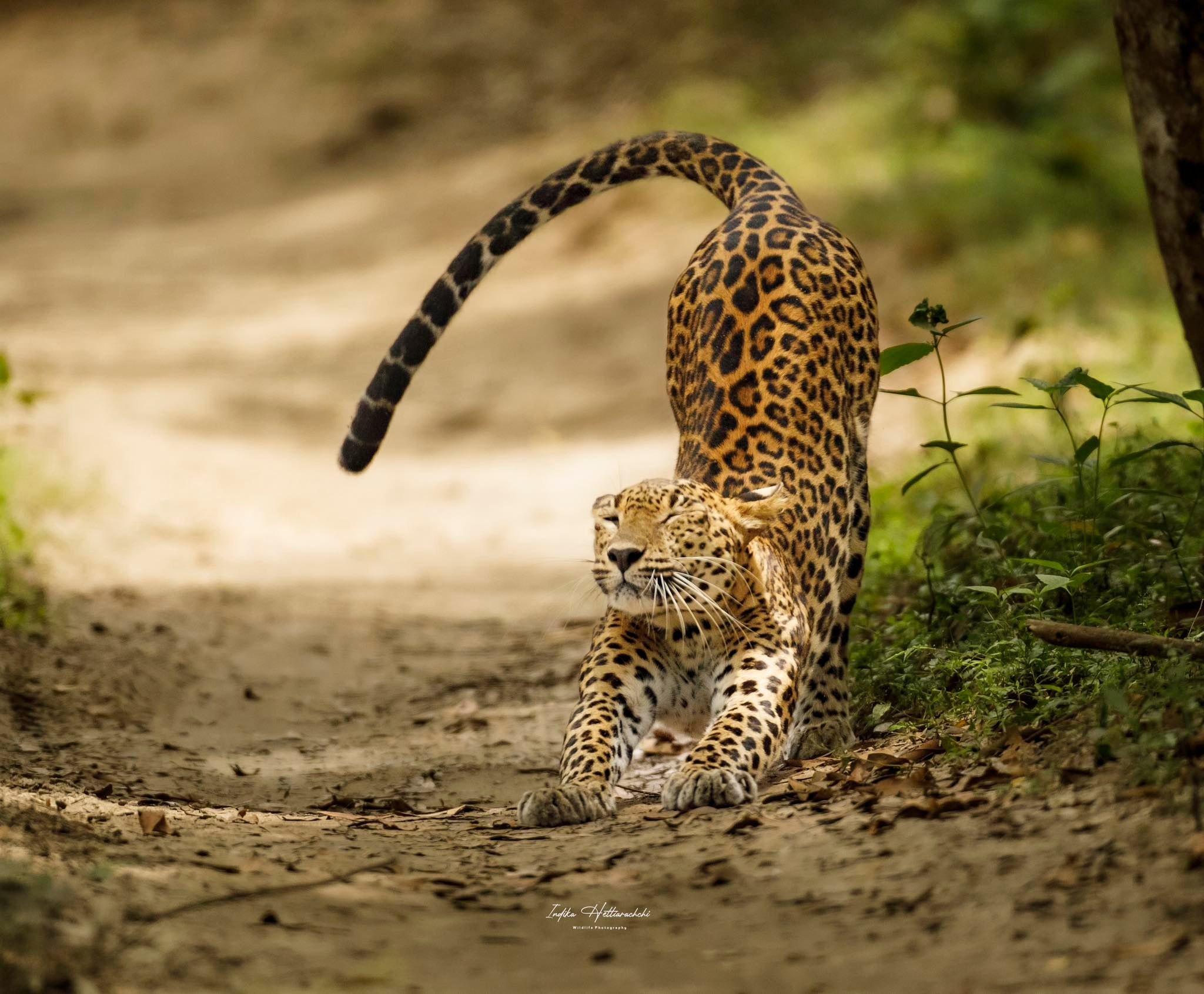 A Graceful Stretch in the Wild — Willpattuwa National Park