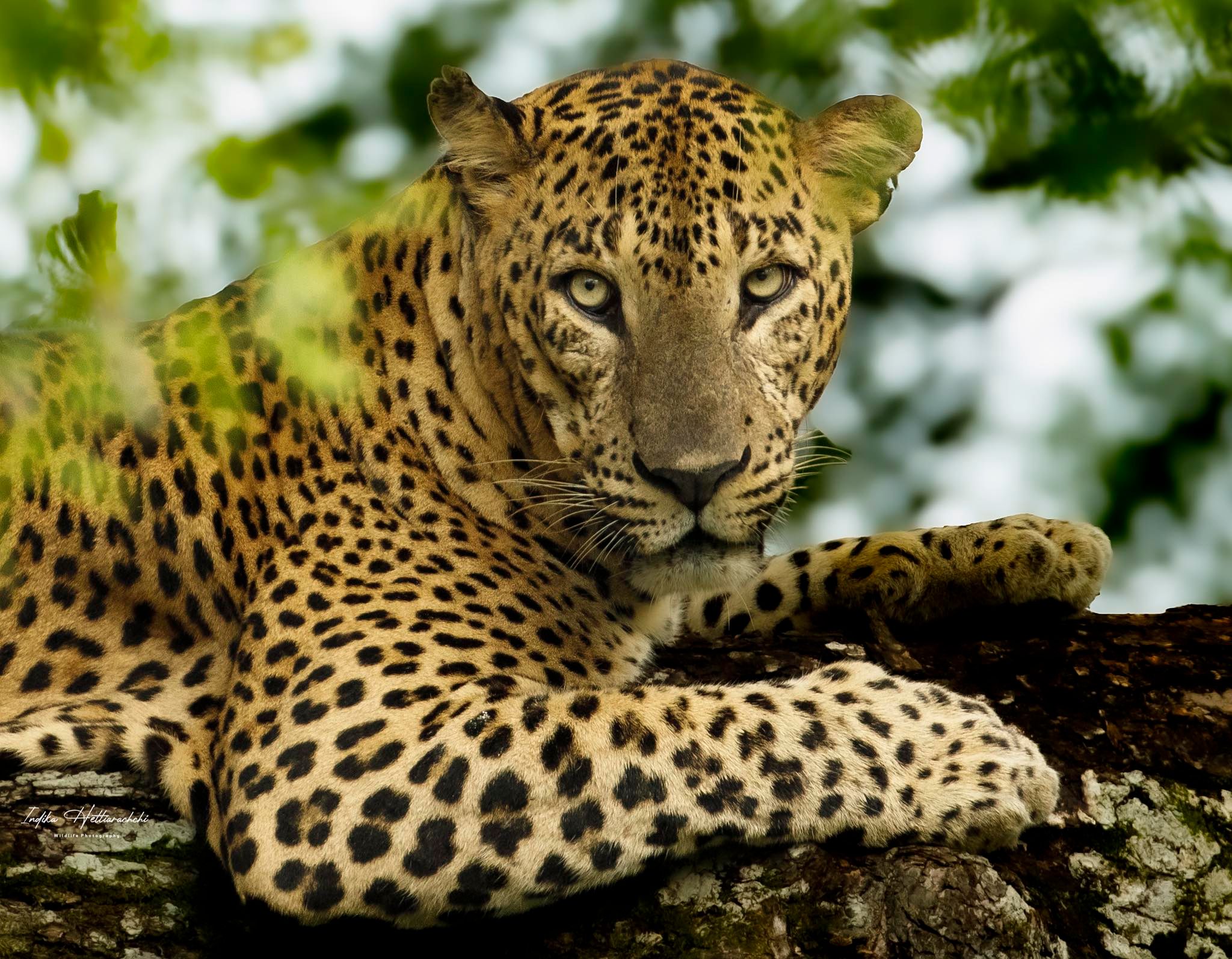 ”Jerry Boy “ — Yala National Park, Sri Lanka.