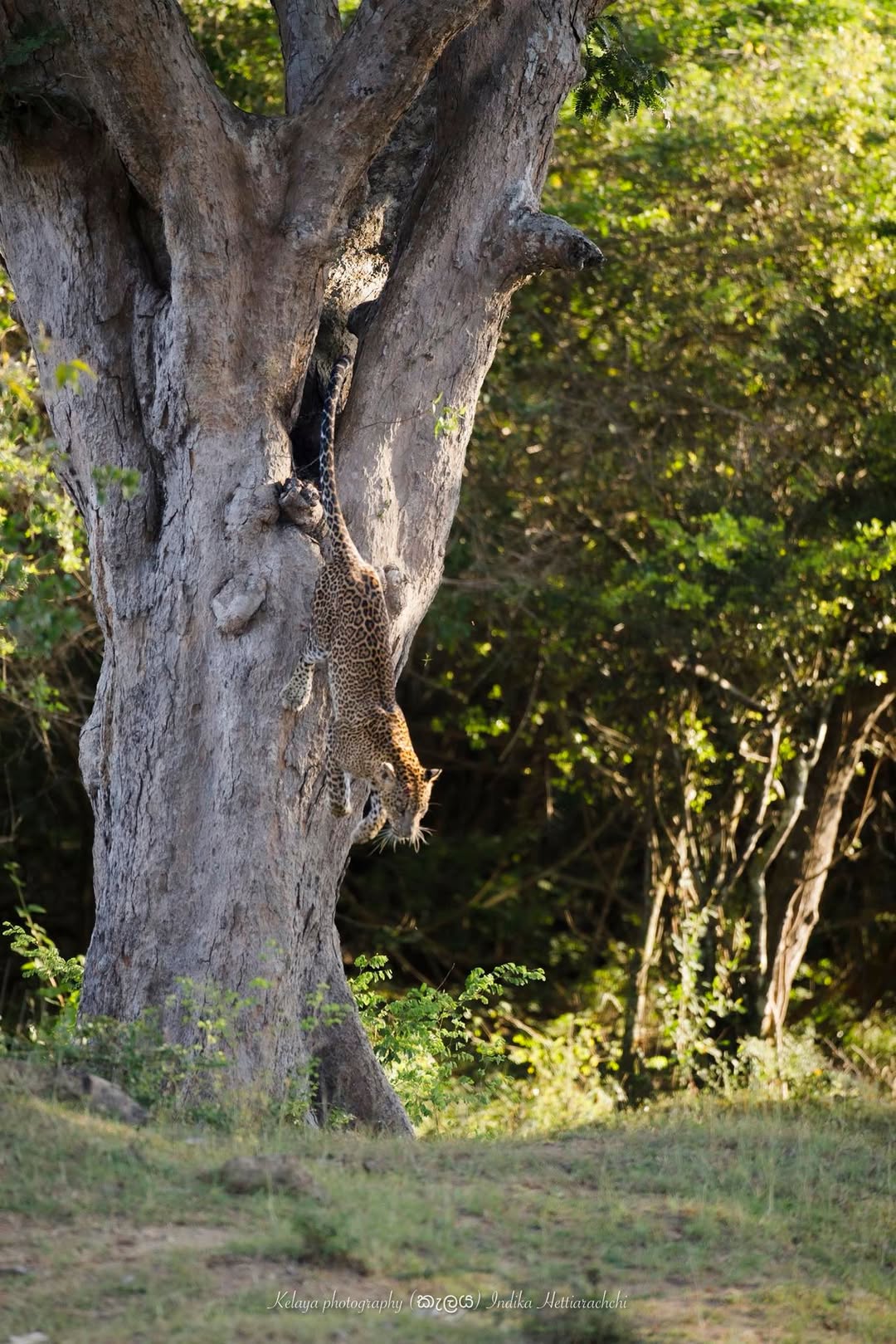 Leopards are masters of vertical space—using trees not just for rest, but for safety, h…