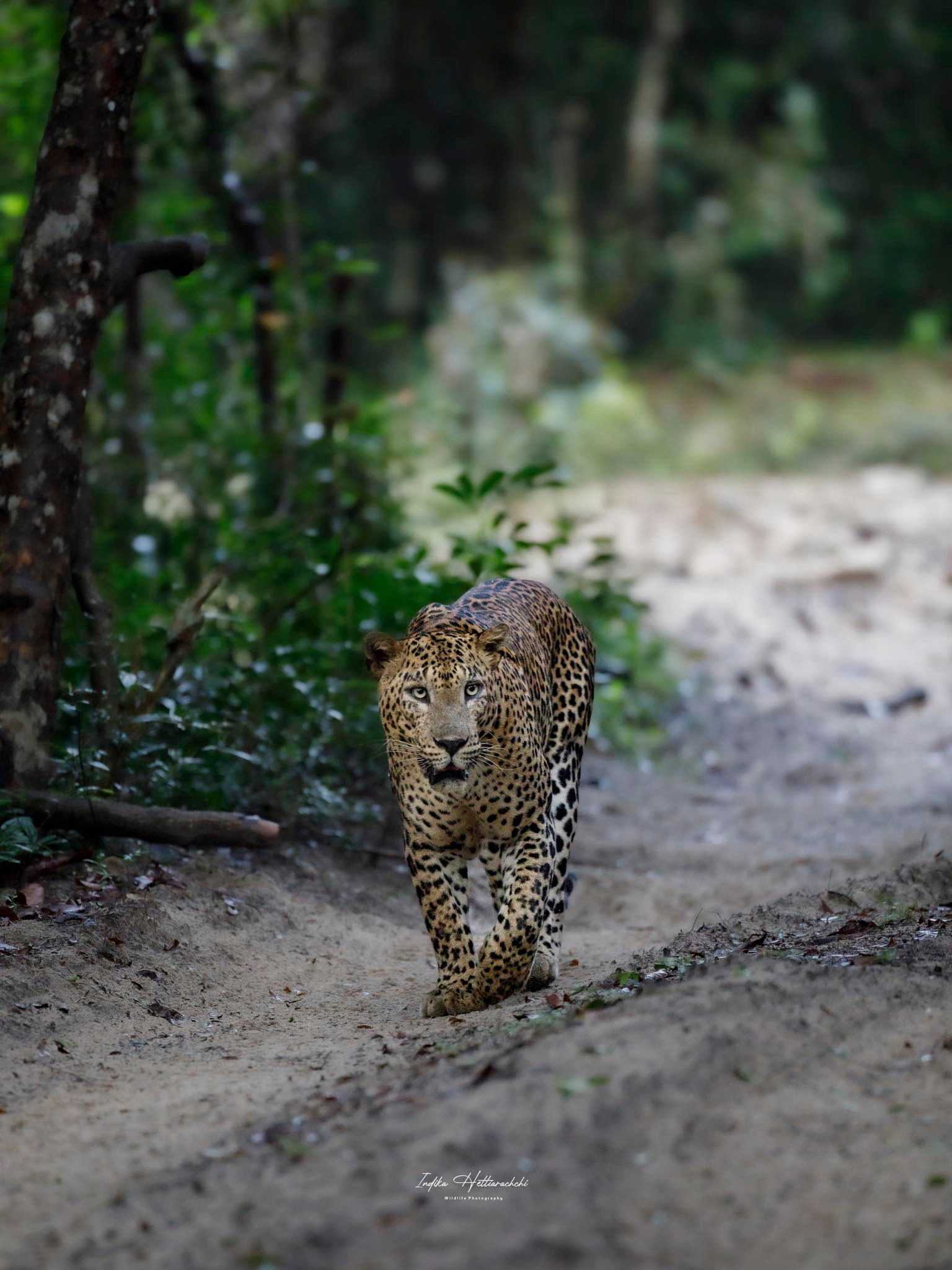 Neluma – The Legend of Wilpattu — Among the many wild residents of Wilpattu National Park, one name is spoken with