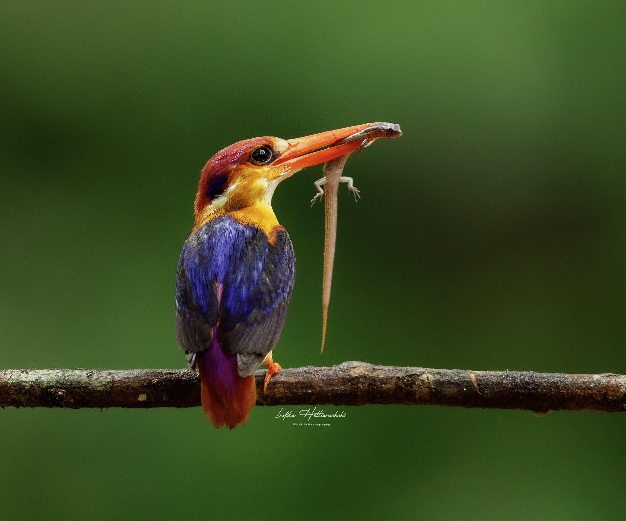 A tiny hunter with brilliant colors!