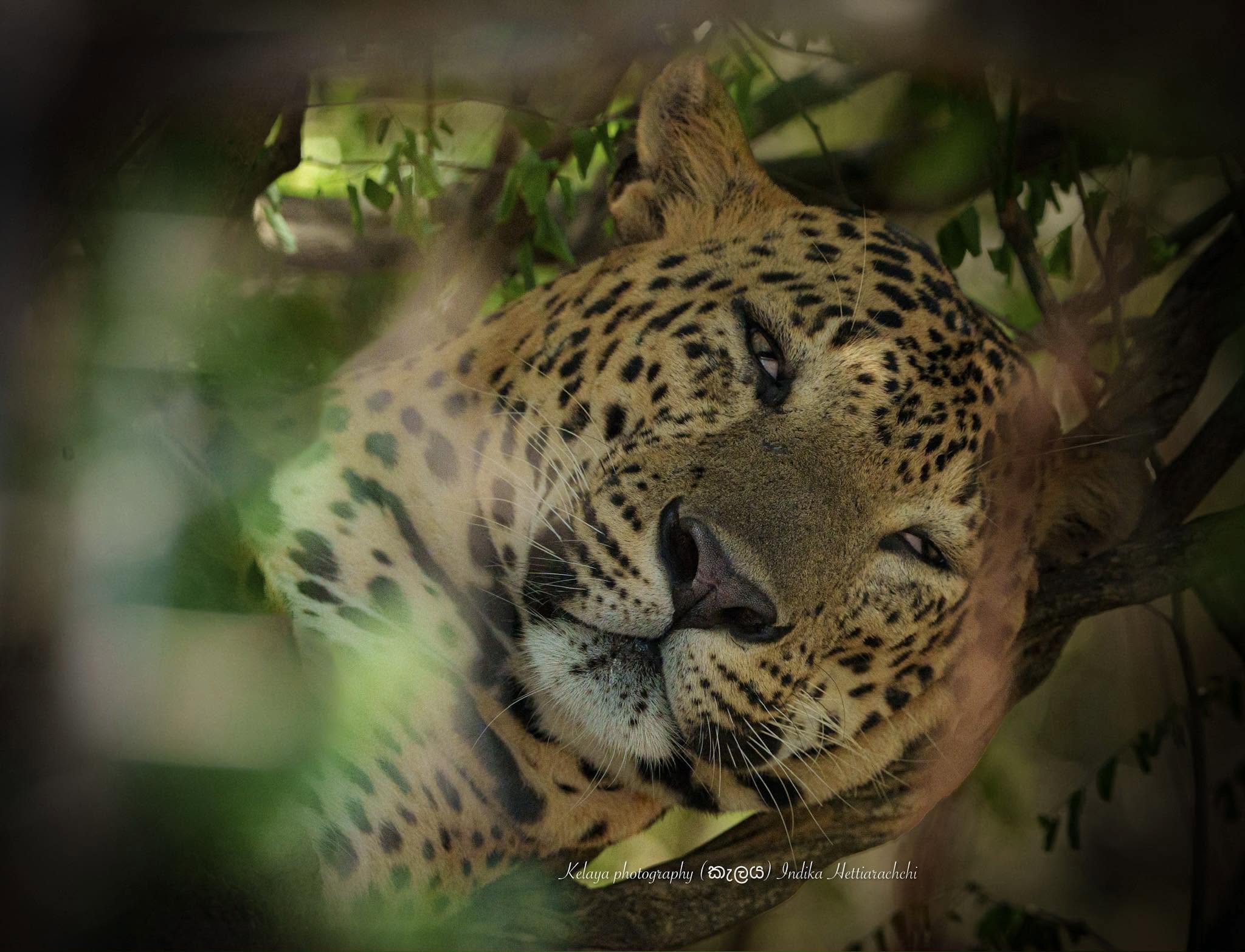 Even in the harsh heat of Kumana National Park, the legendary leopard “Ritta” knows how…