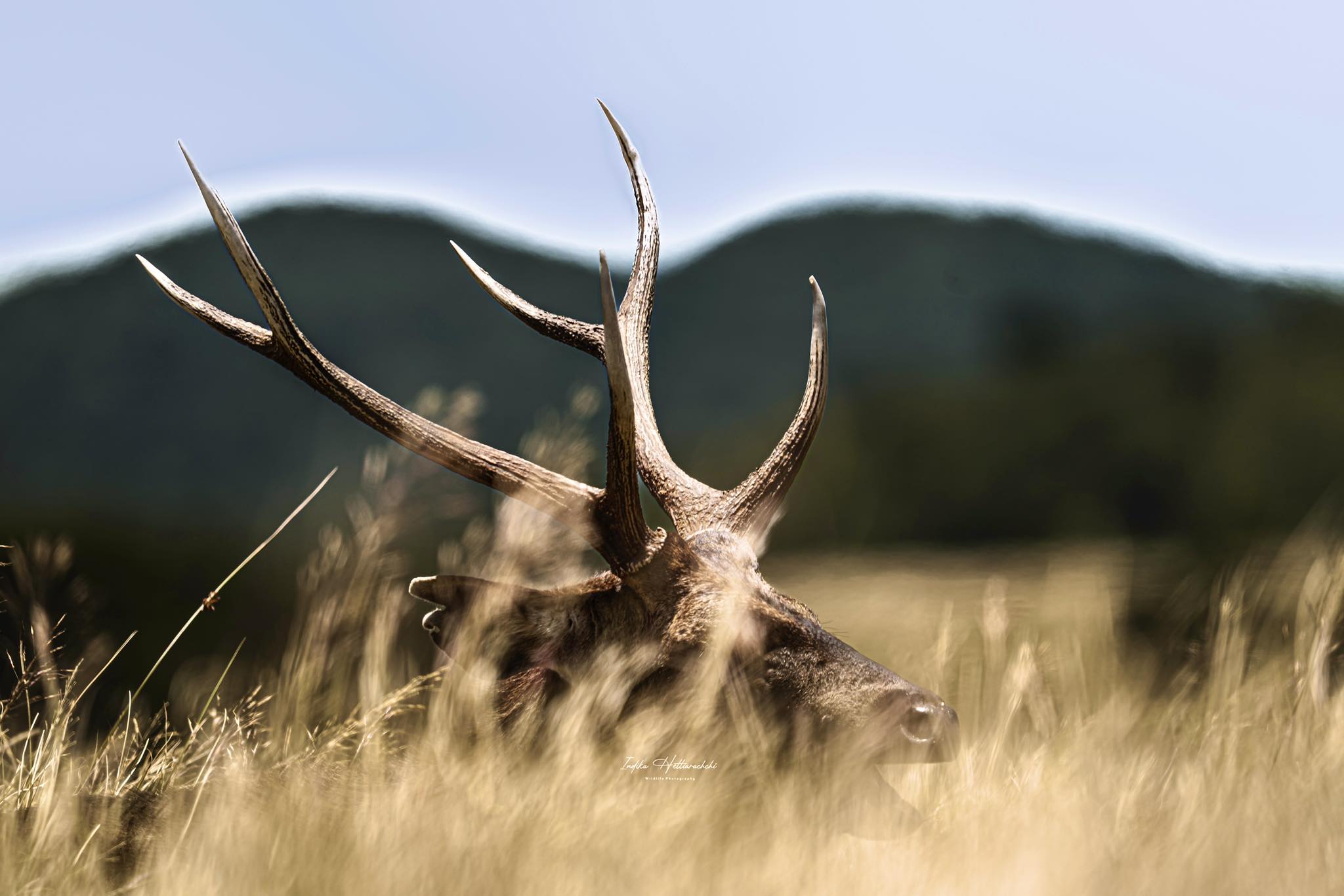 The Icon of Horton Plains !!! — The majestic Sambar deer is more than just a wild resident of Sri Lanka’s Horton