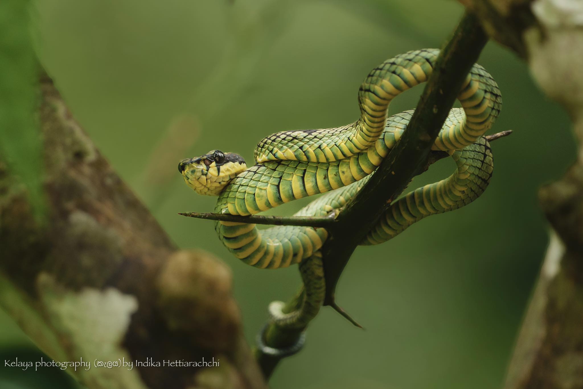 Also known by its Sinhala name, "Pala Polonga". — Sinharaja rainforest