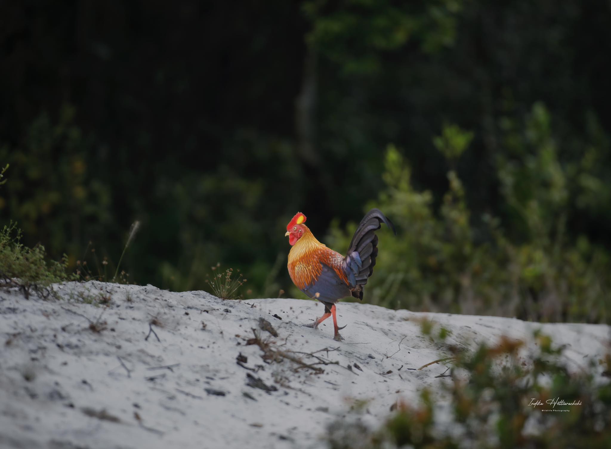 The Sri Lankan junglefowl (Gallus lafayettii sometimes spelled Gallus lafayetii) — @Willpatuwa national park , Sri Lanka 🇱🇰