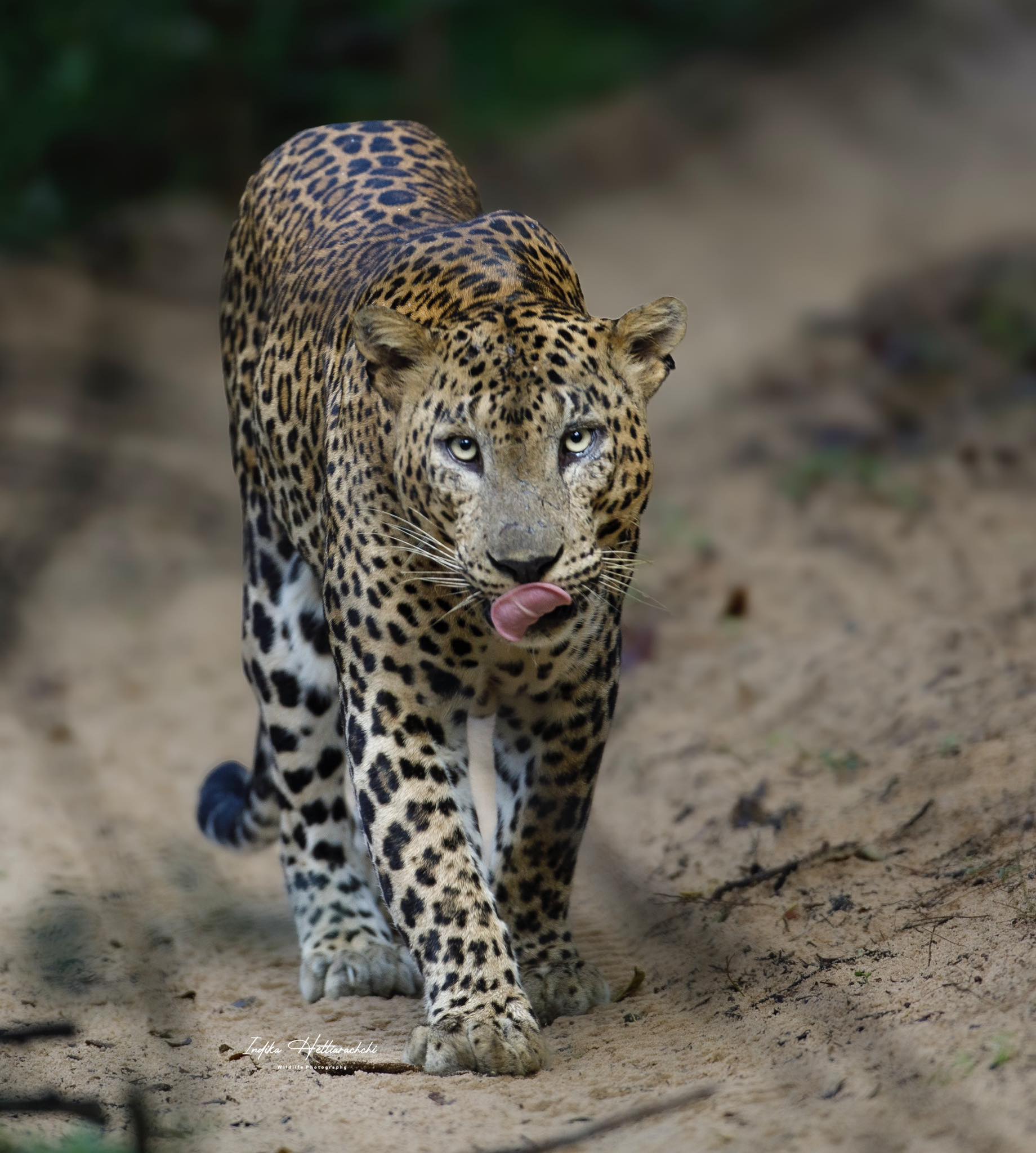The Sri Lankan leopard (Panthera pardus kotiya) — Willpattuwa National Park