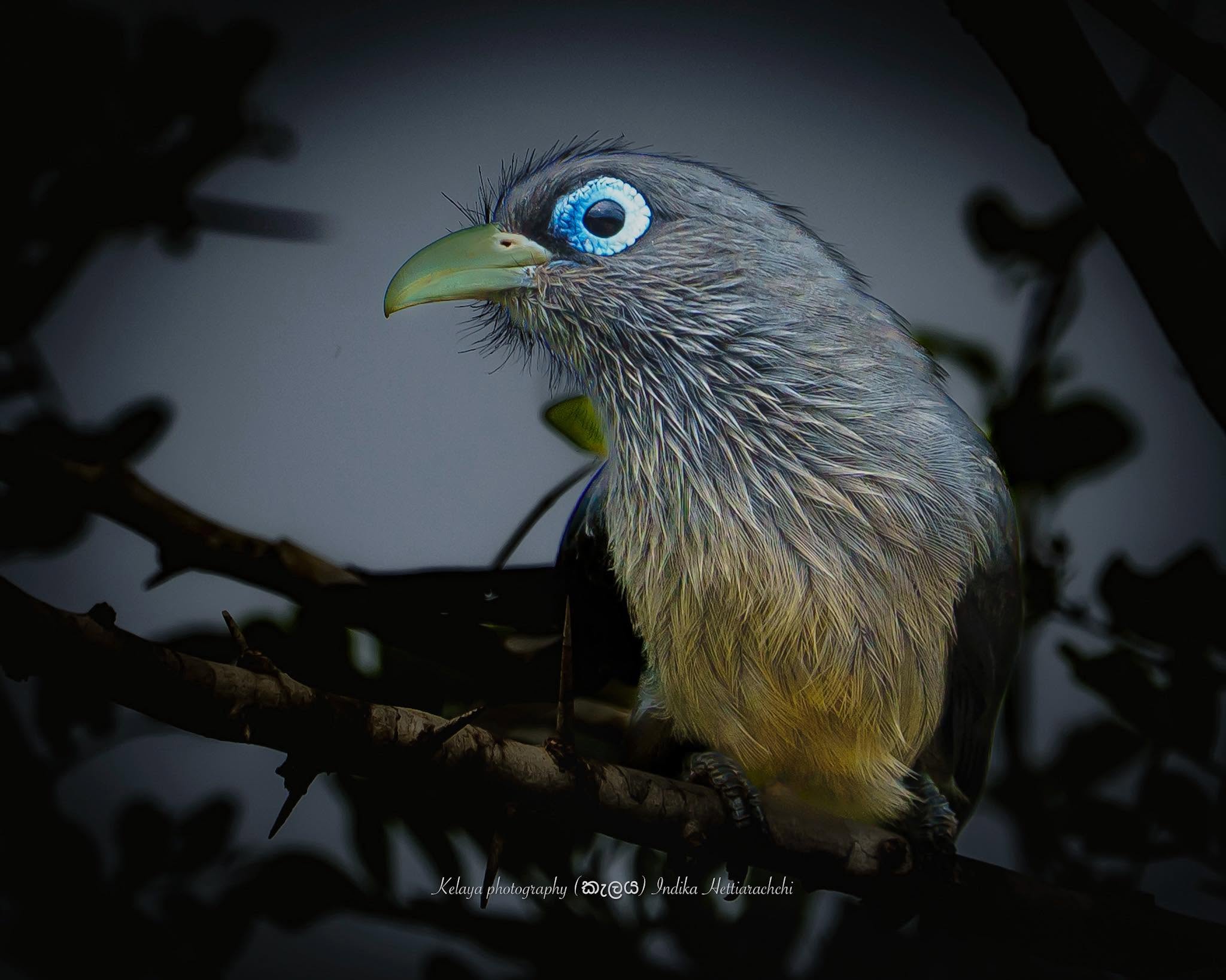 Blue-faced malkoha, Yala - Yala National Park