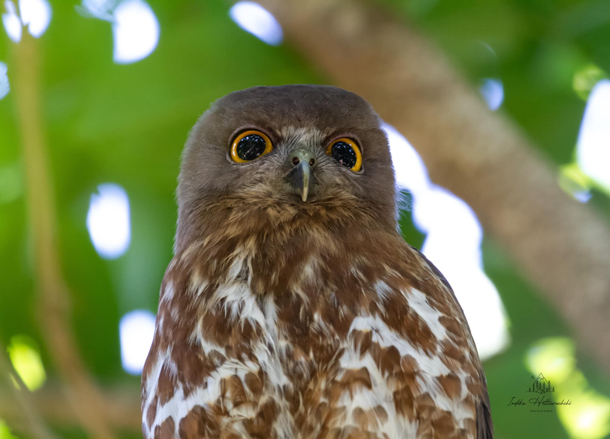 Brown boobook