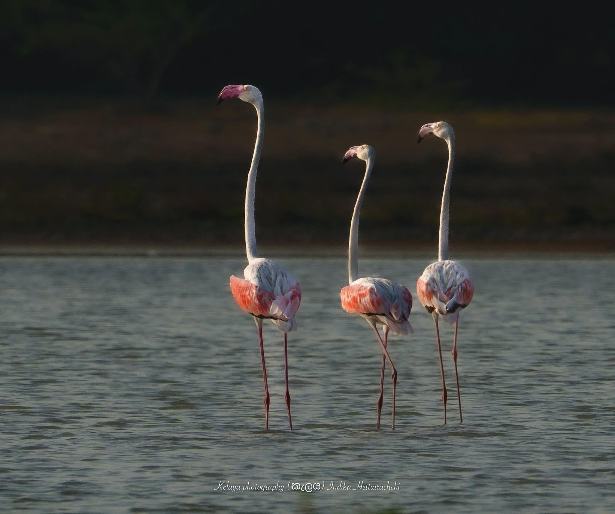 Greater flamingo at Vankalai Sanctuary, Mannar