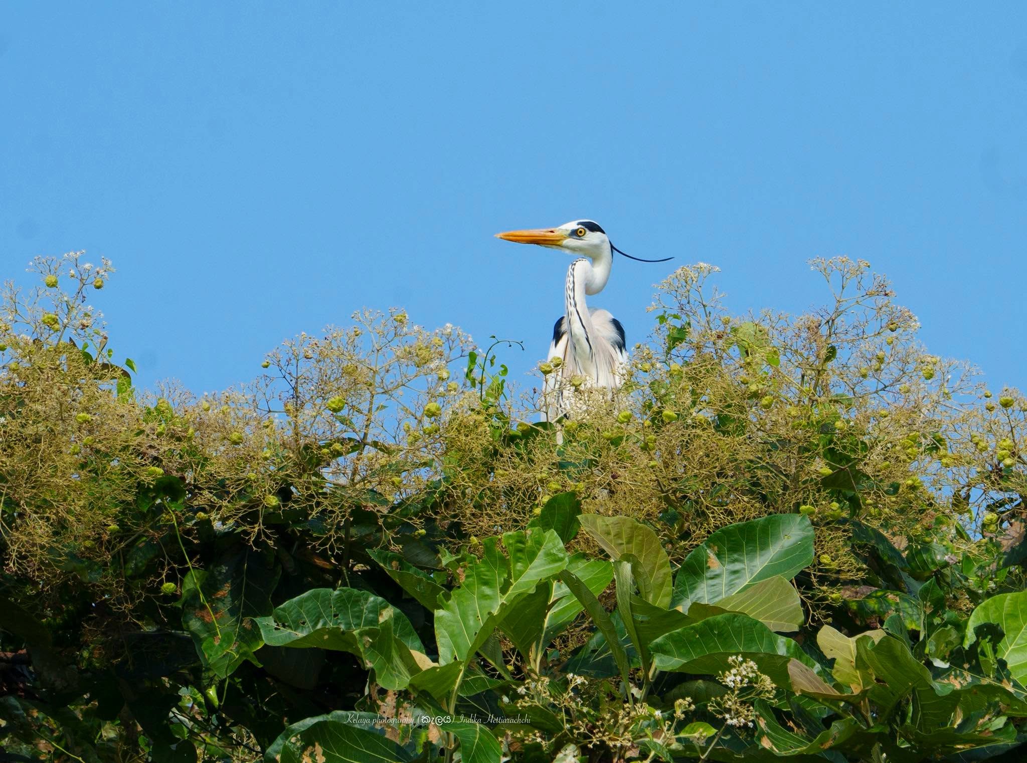 Grey heron in breeding plumage