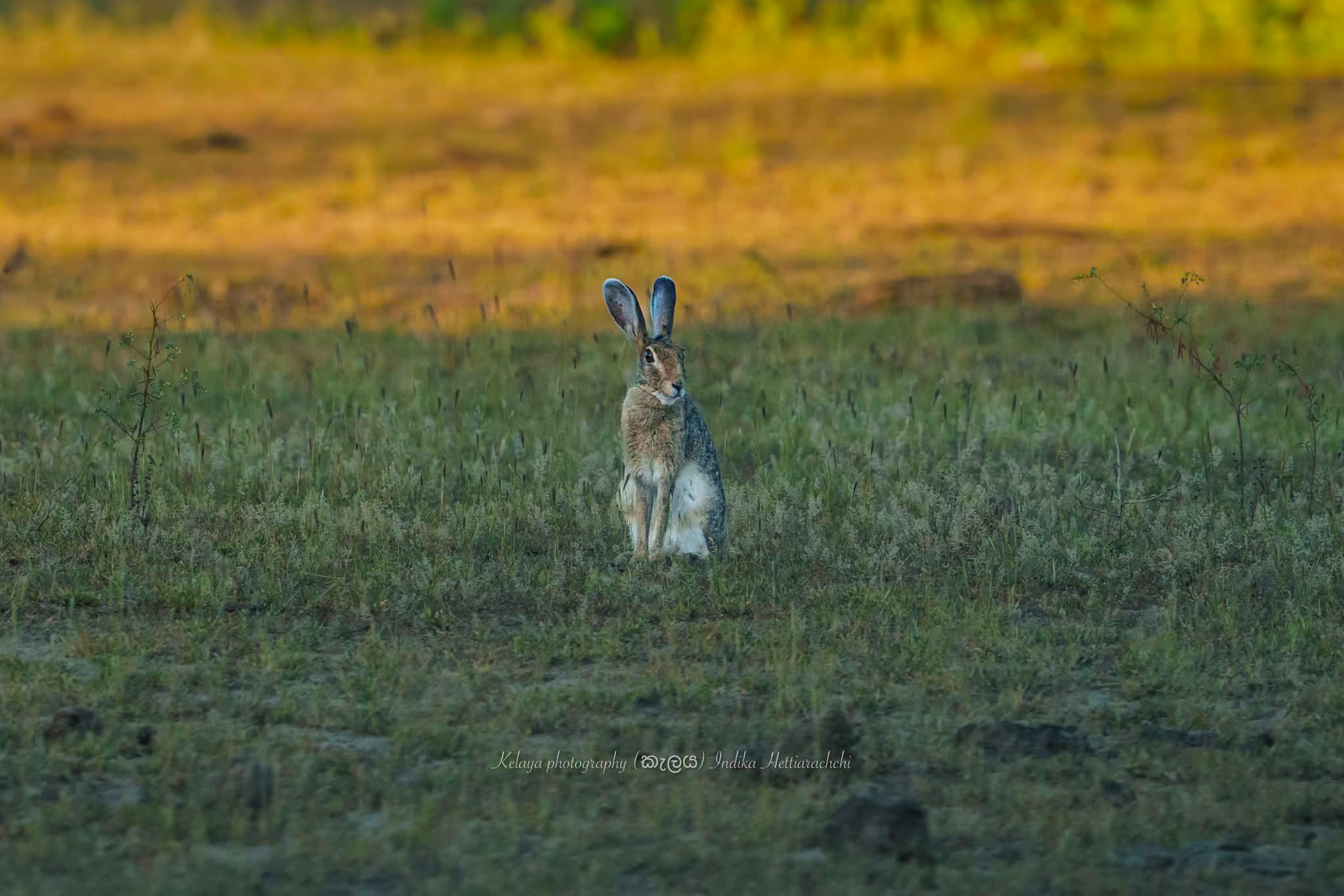 Indian hare, Kumana - Kumana National Park