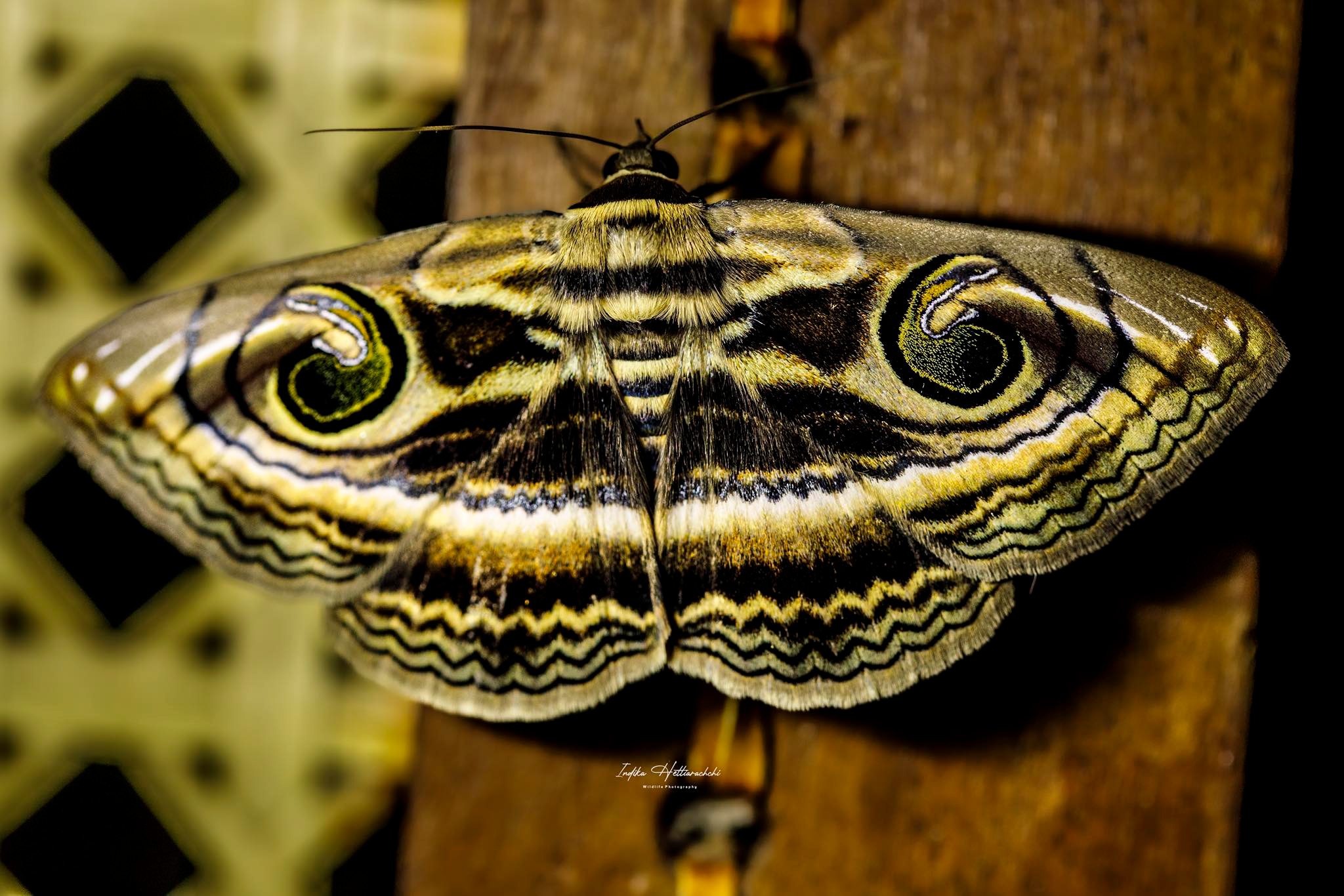 Indian owlet-moth - Panikkawila Bungalow, Wilpattu