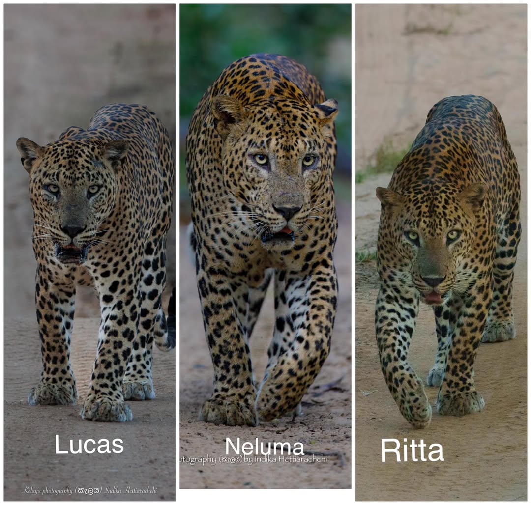 International Leopard Day, 3 May 2026