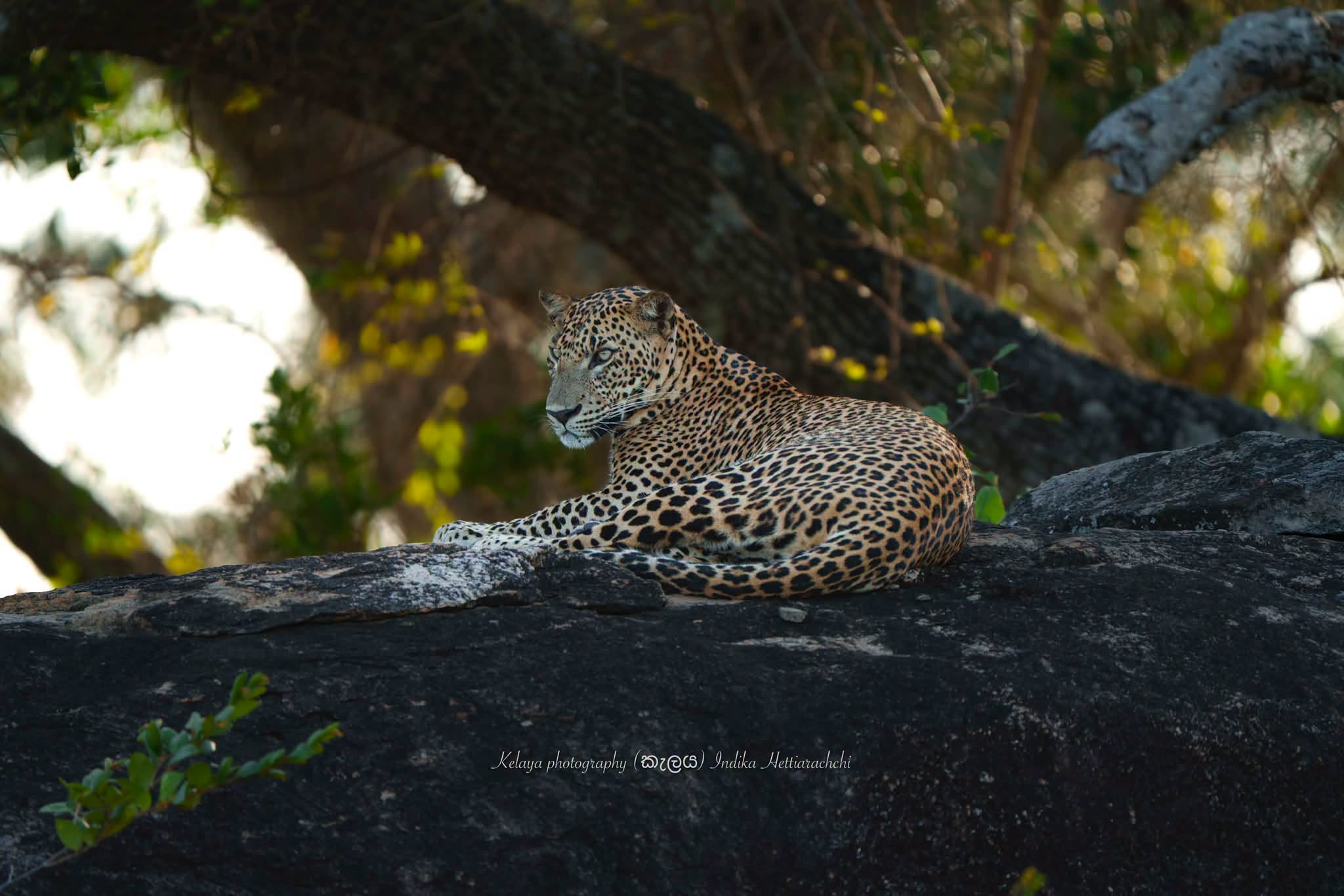 Jawan, young male at Yala - Jaburagala (Bolagala), Yala National Park