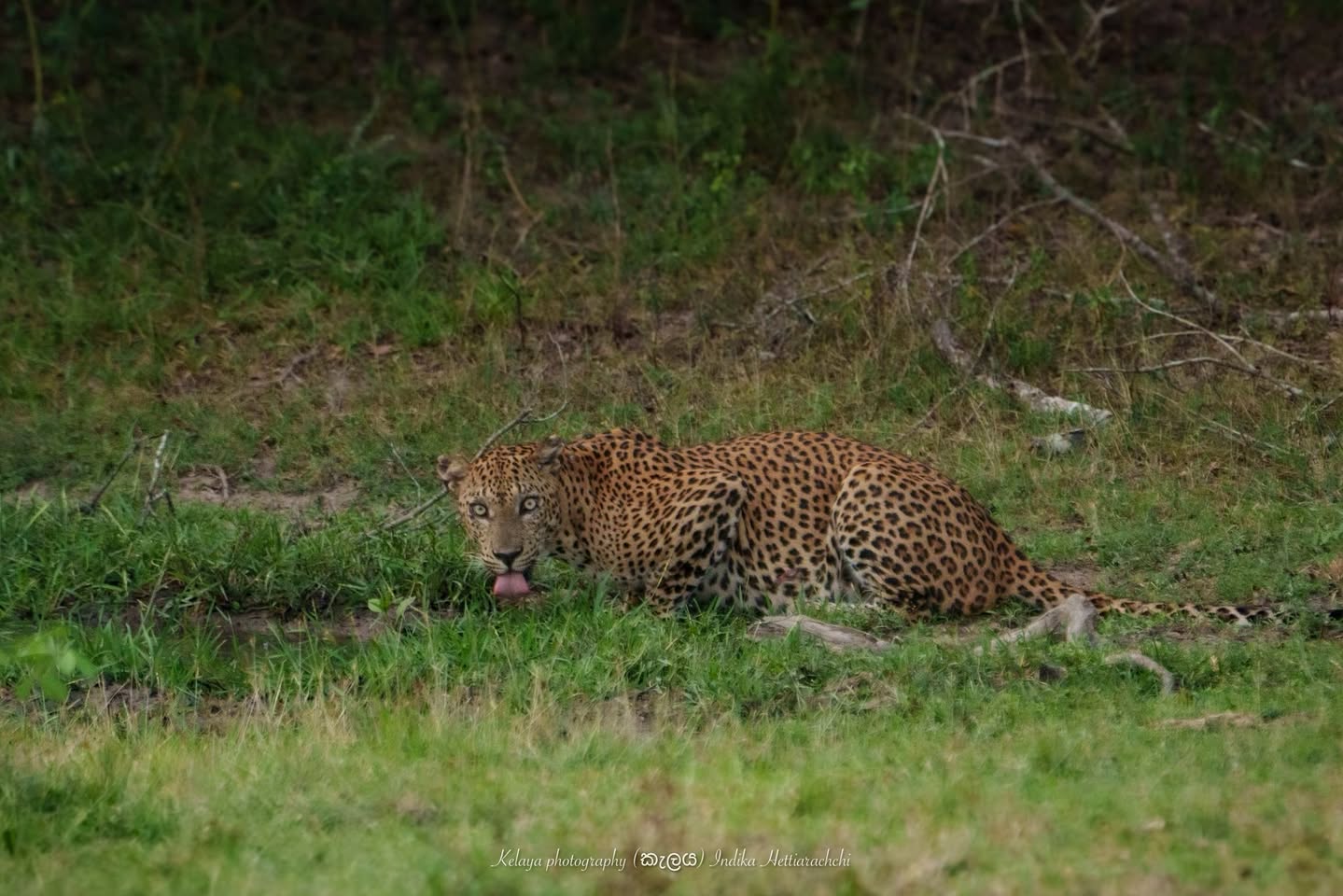 Banura (KM 34), Kumana - Kumana National Park