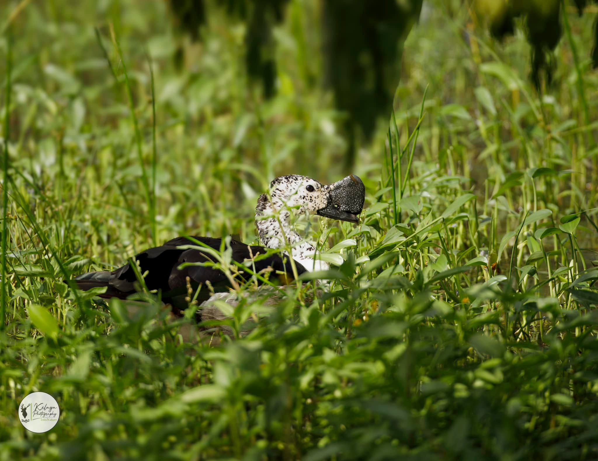 Knob-billed duck, Yala - Yala National Park