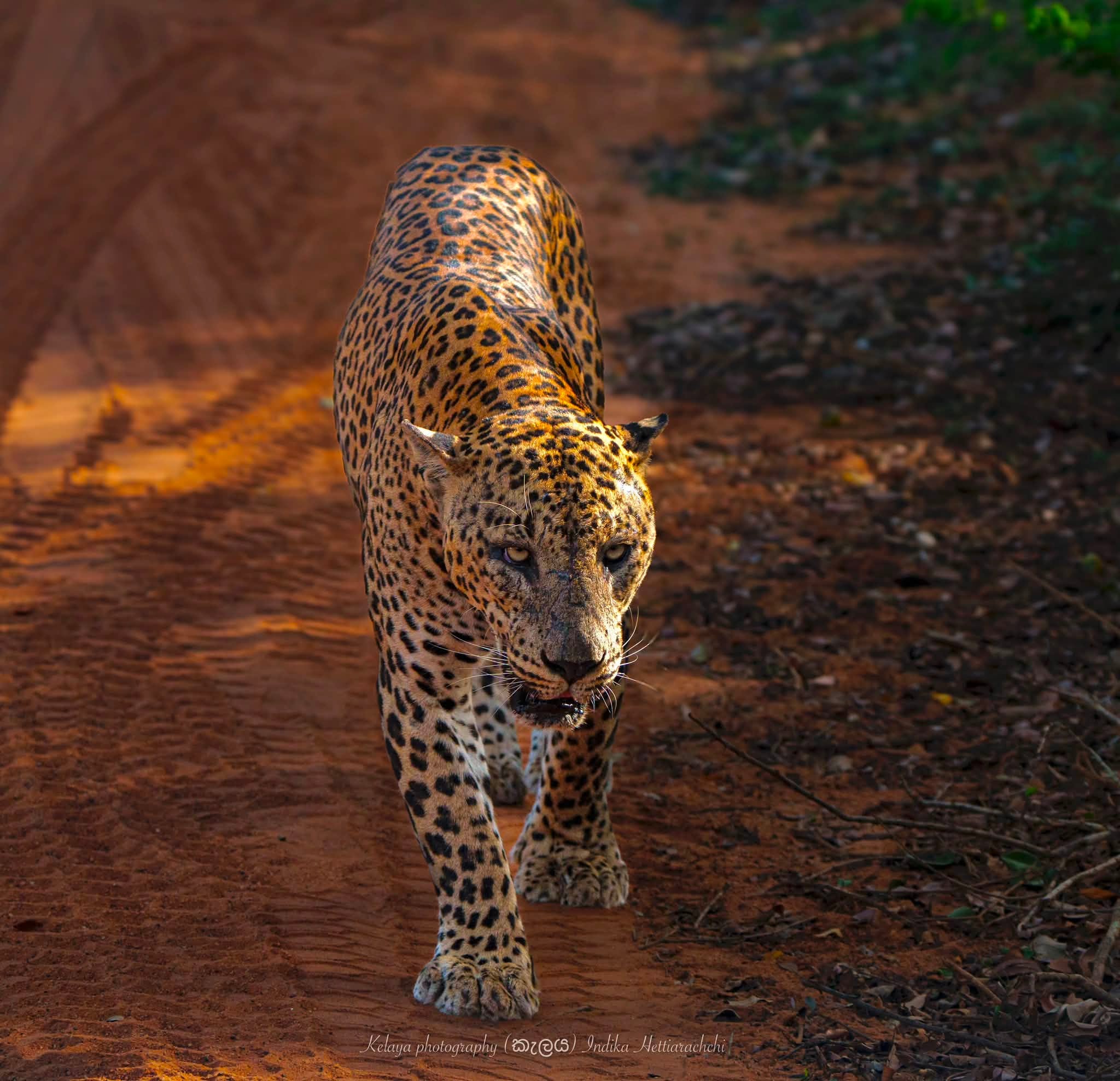 Lucas, Yala - Yala National Park