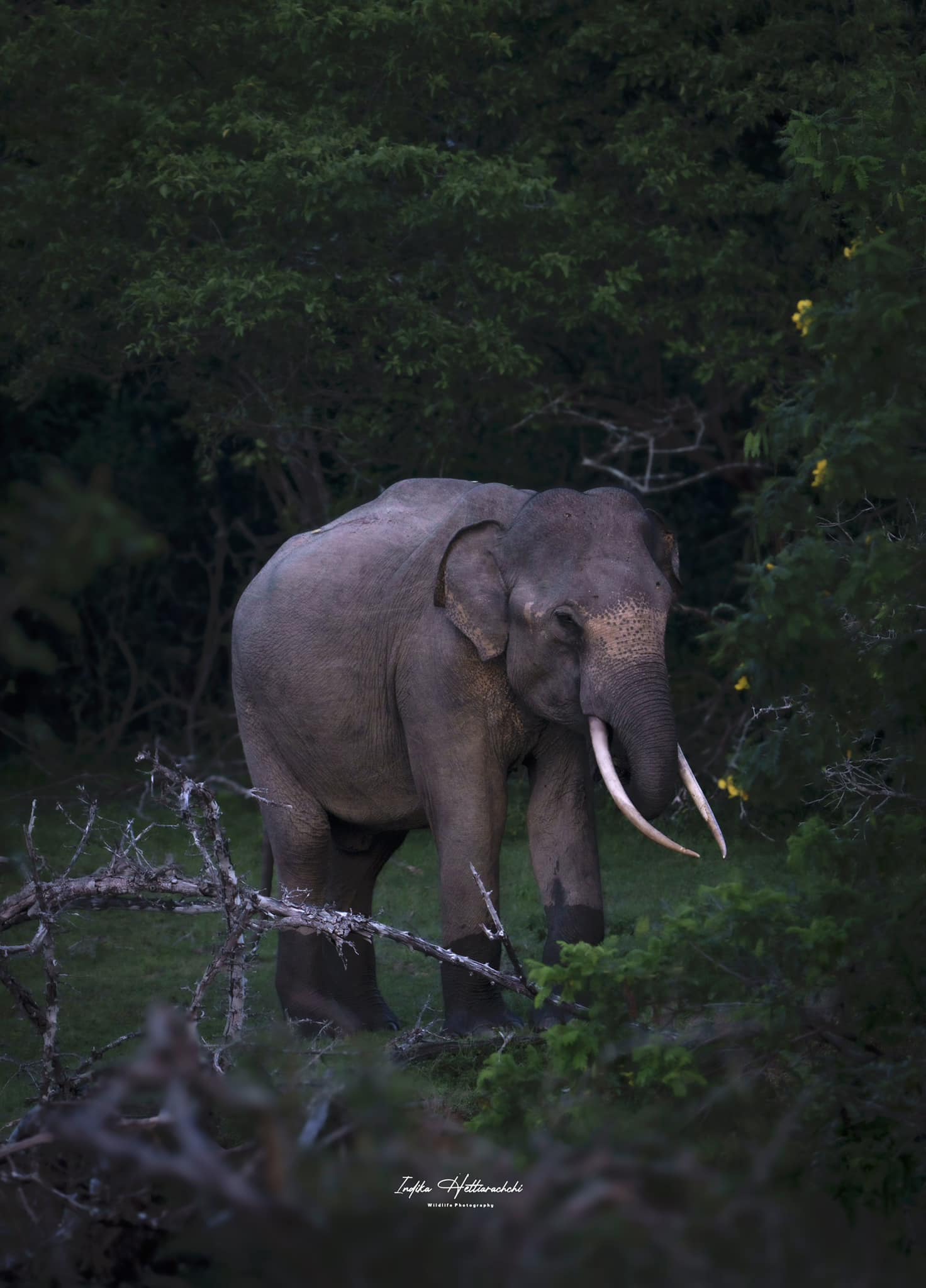 Magha, tusker of Kumana National Park