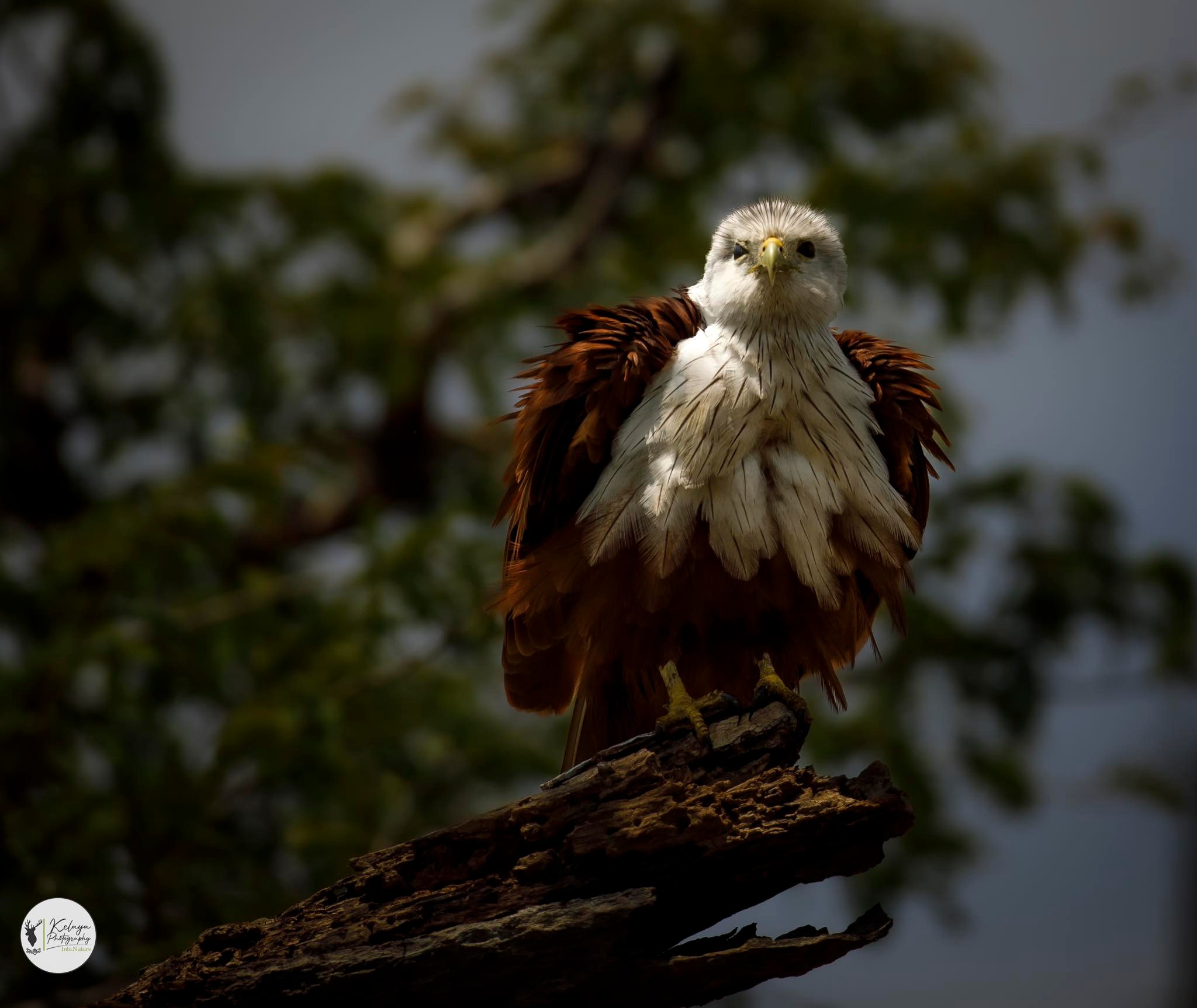 Brahminy kite