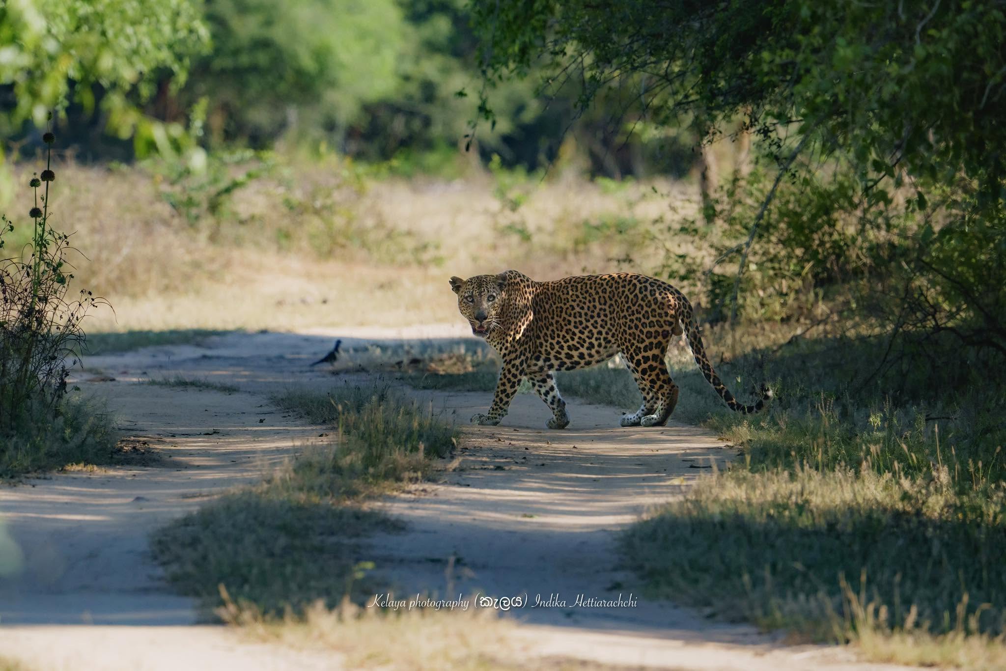 Nandi (KM 29), Kumana - Kumana National Park