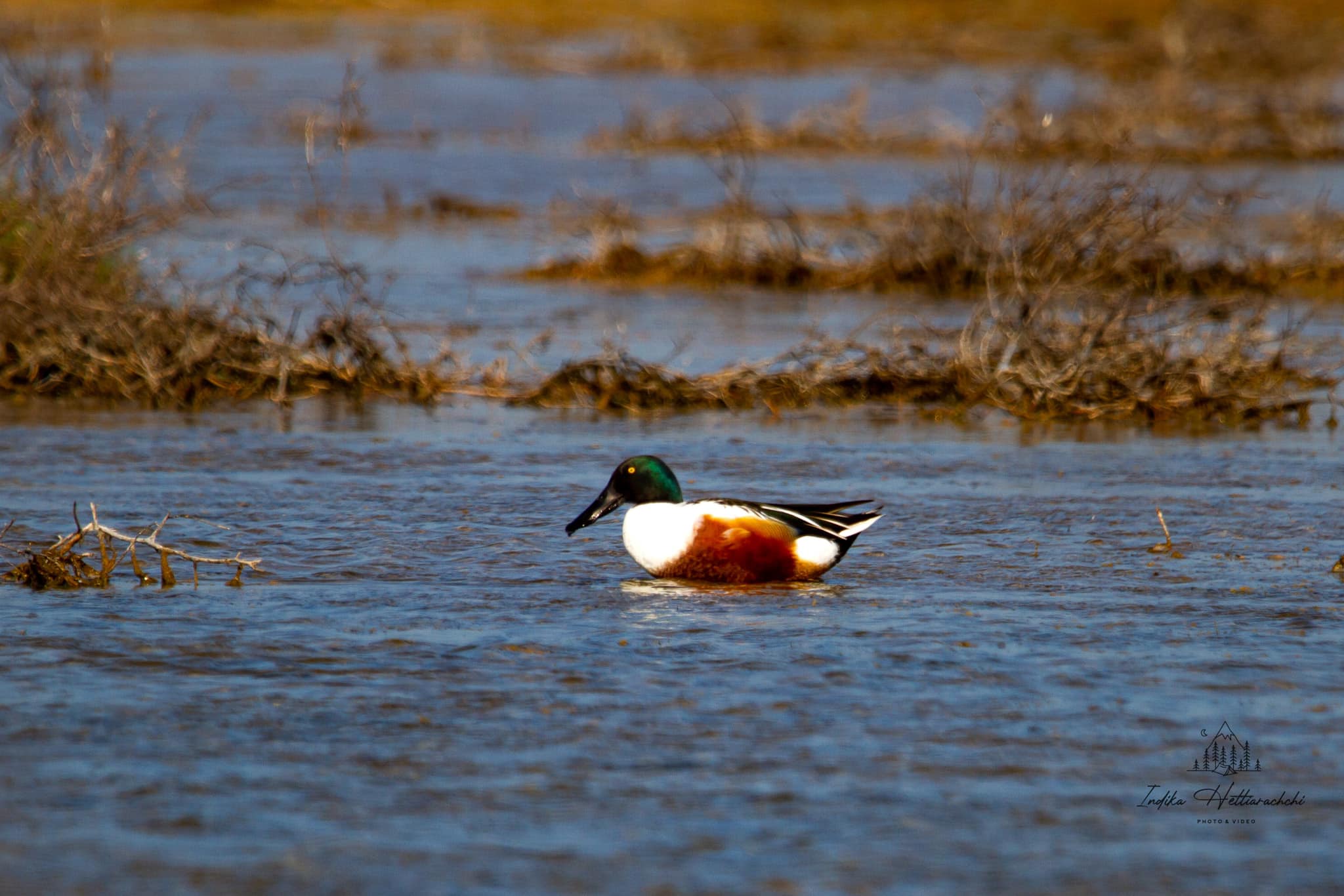 Northern shoveler, Mannar - Mannar