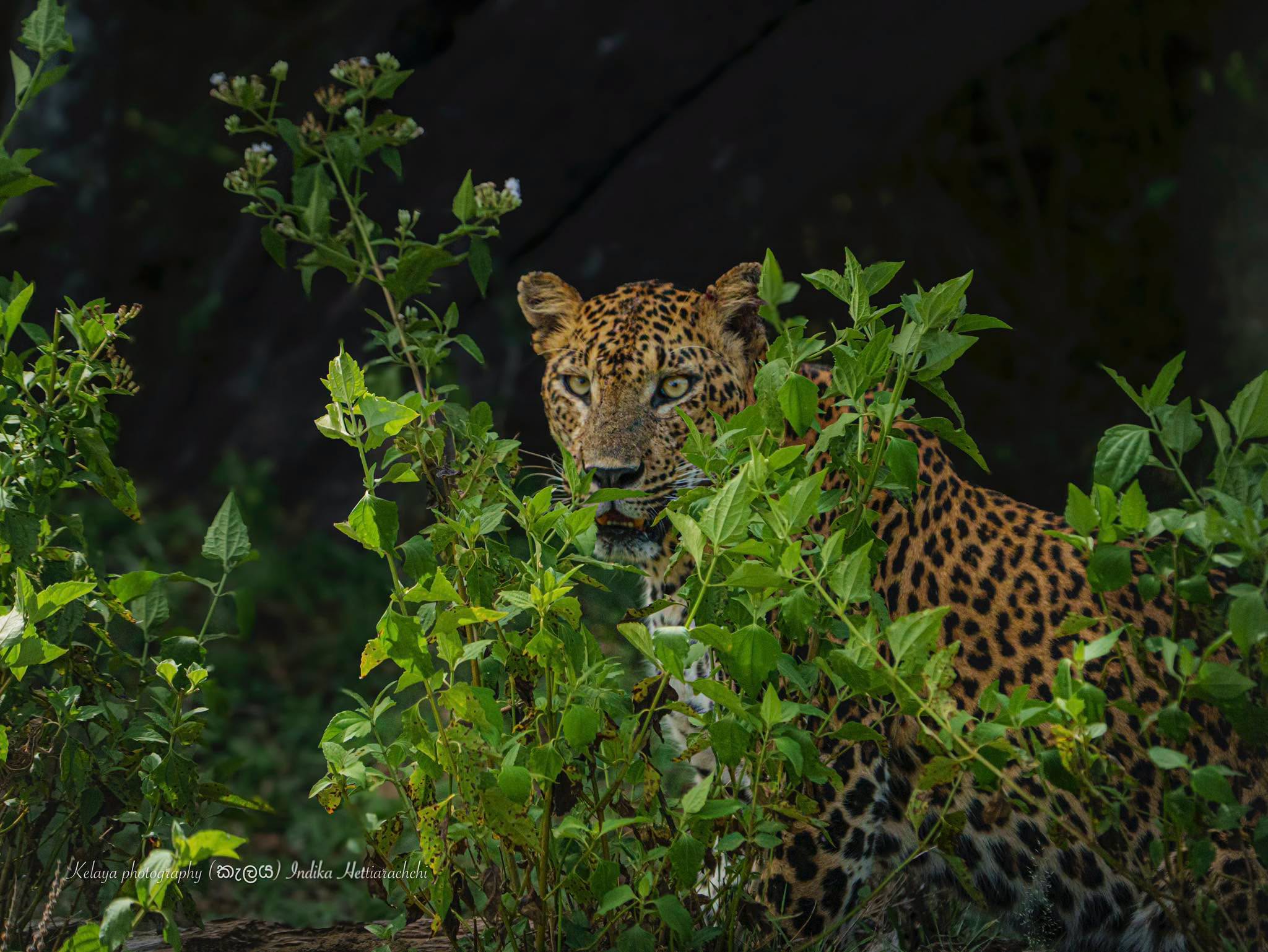 Queen Bimmba (KF 09), Kumana - Kumana National Park