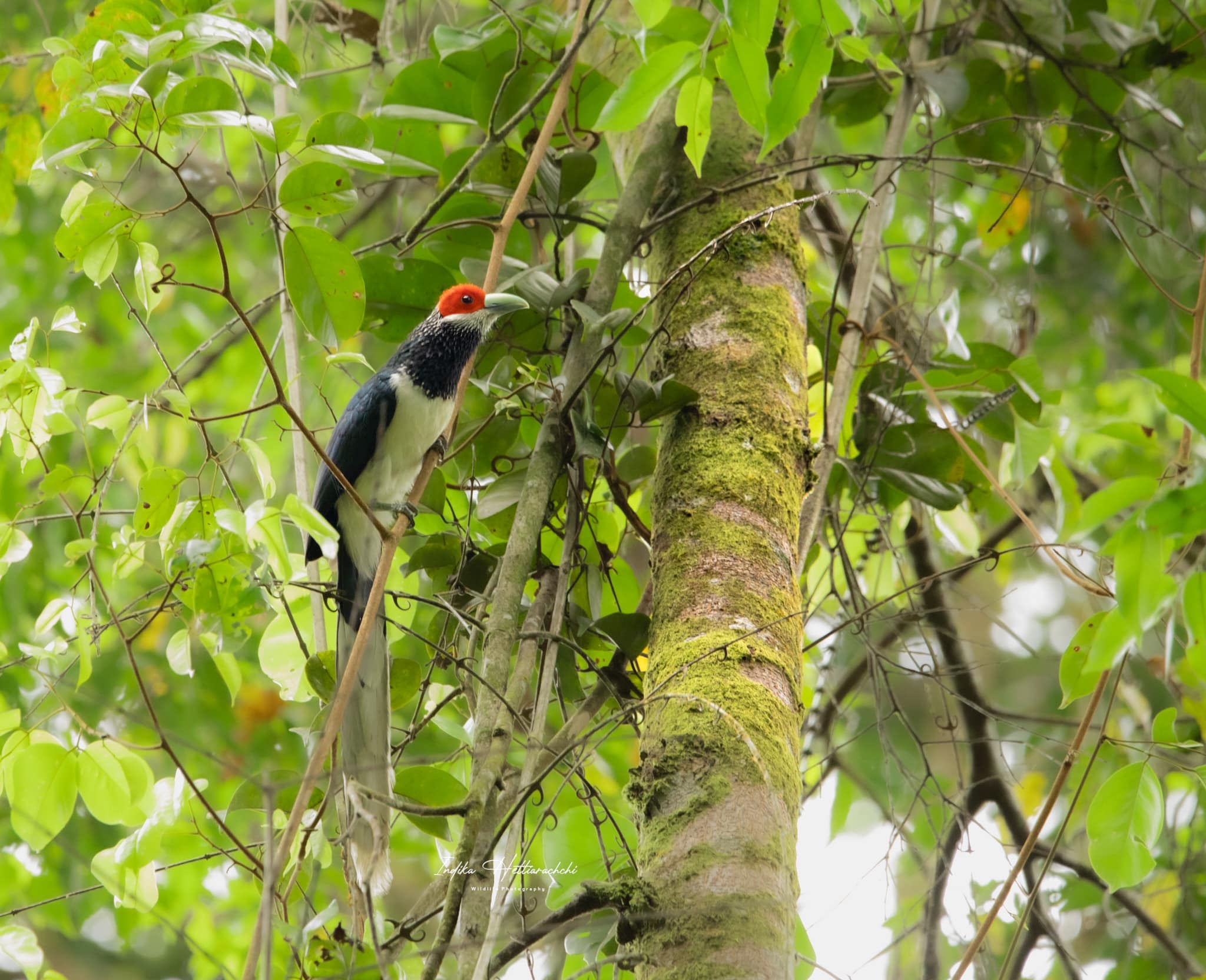 Red-faced malkoha in Sinharaja Forest Reserve