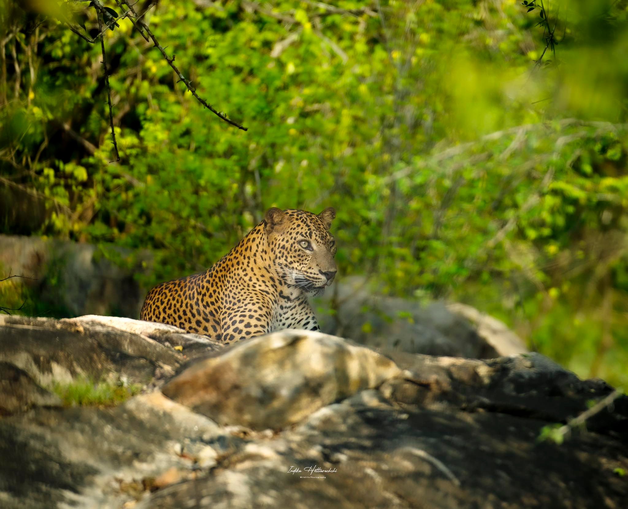 Saliya, a leopard in Kumana National Park