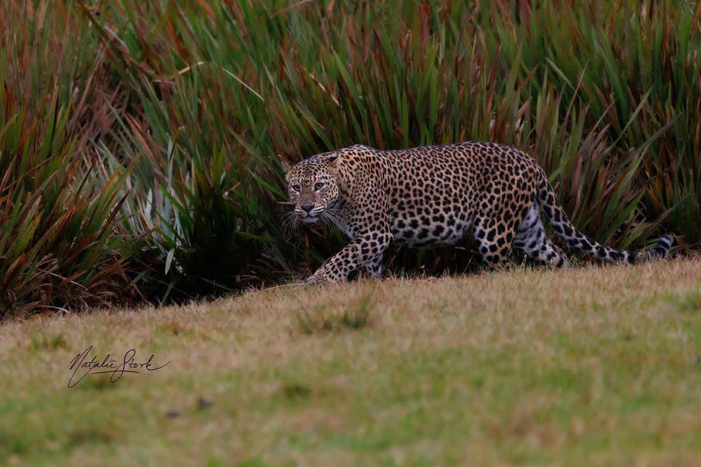 Sambar, Horton Plains, 03.07.2023 - Horton Plains National Park