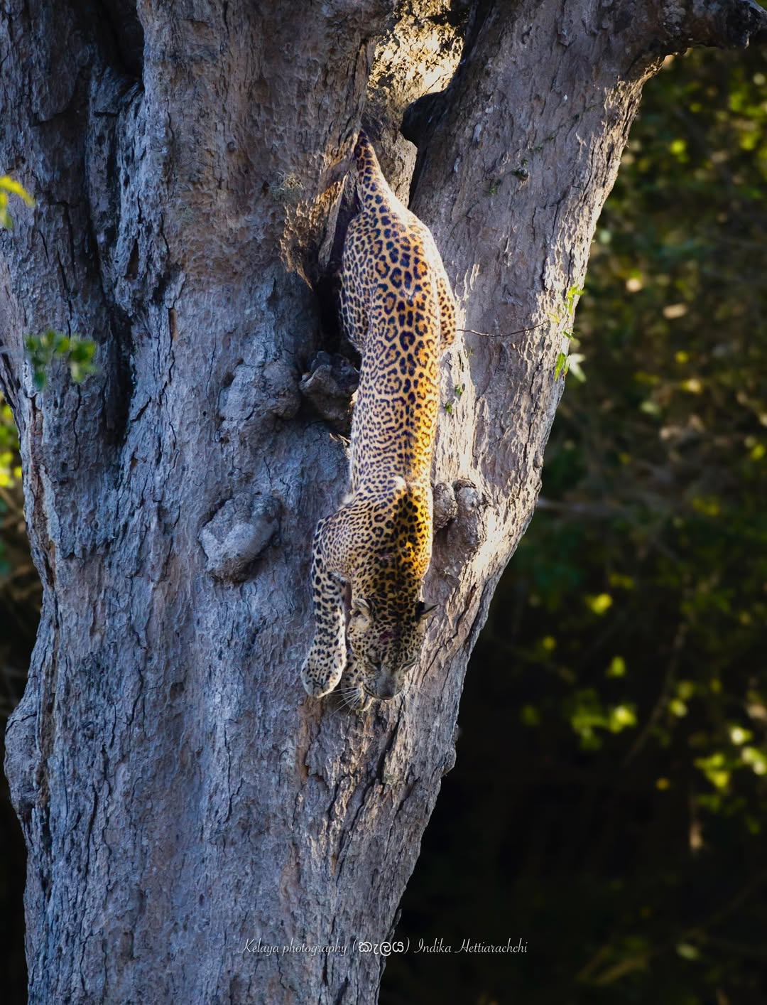 Leopard descending a tree, Kumana - Kumana National Park