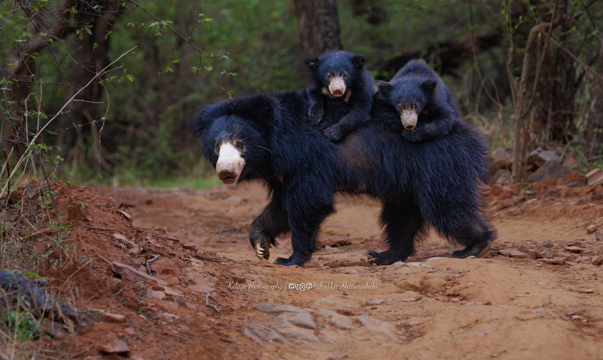 Sloth bear mother carrying cubs across a track in Ranthambore National Park, India