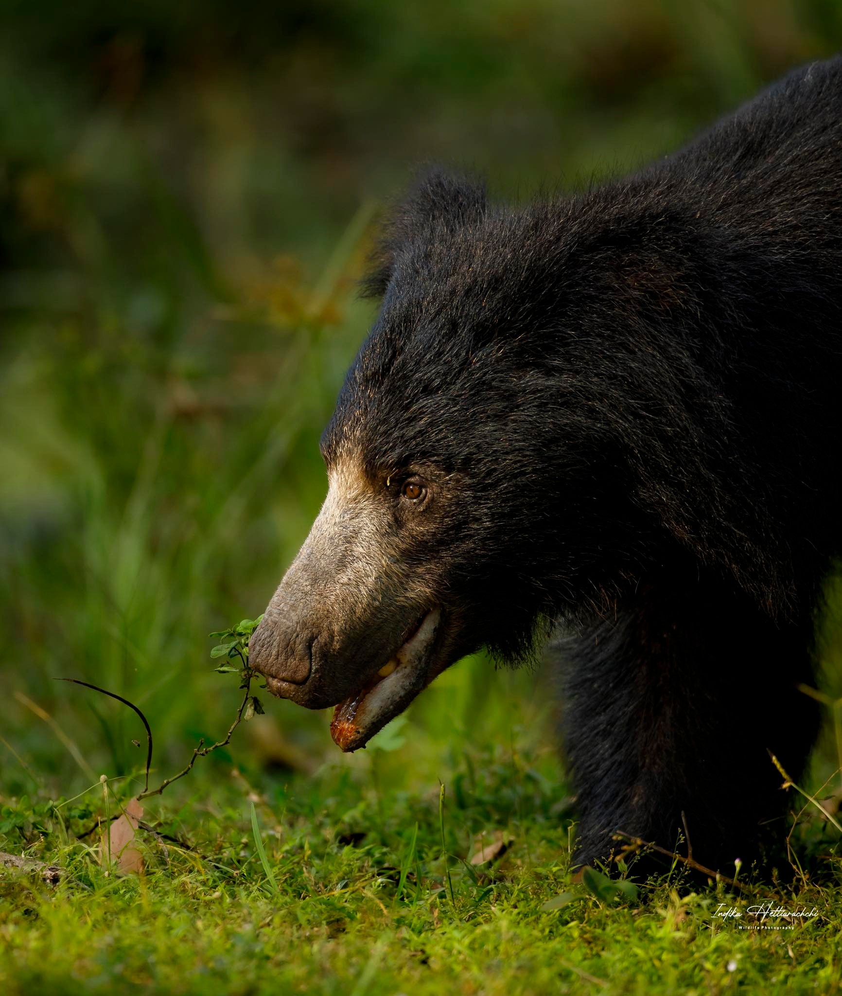 Sloth bear at sunset, Wilpattu National Park
