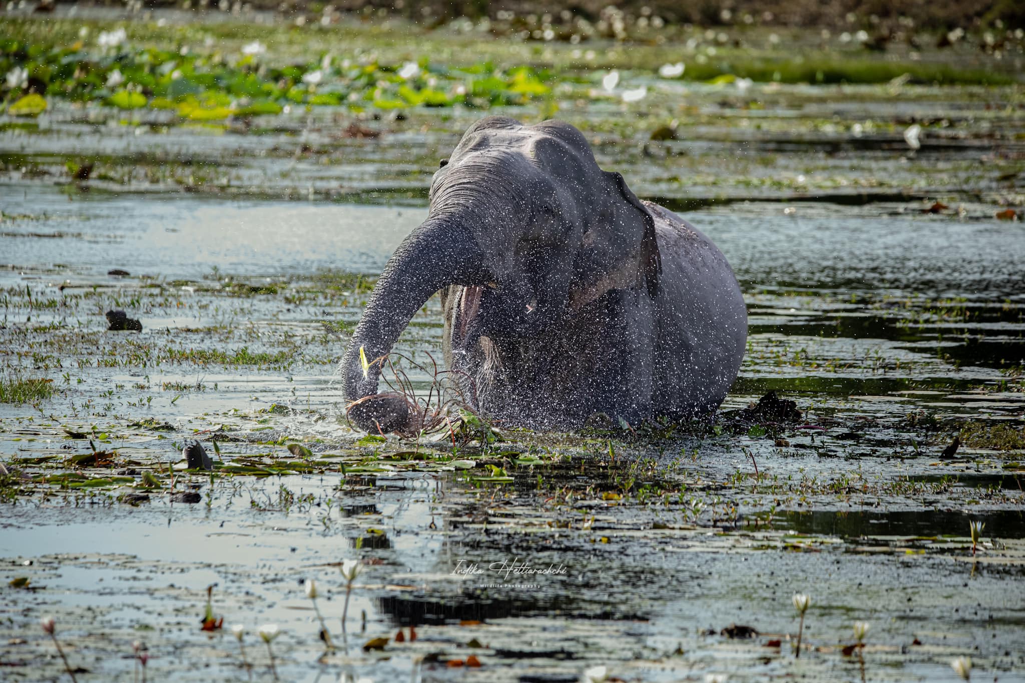 Elephant bath, Kumana - Kumana National Park