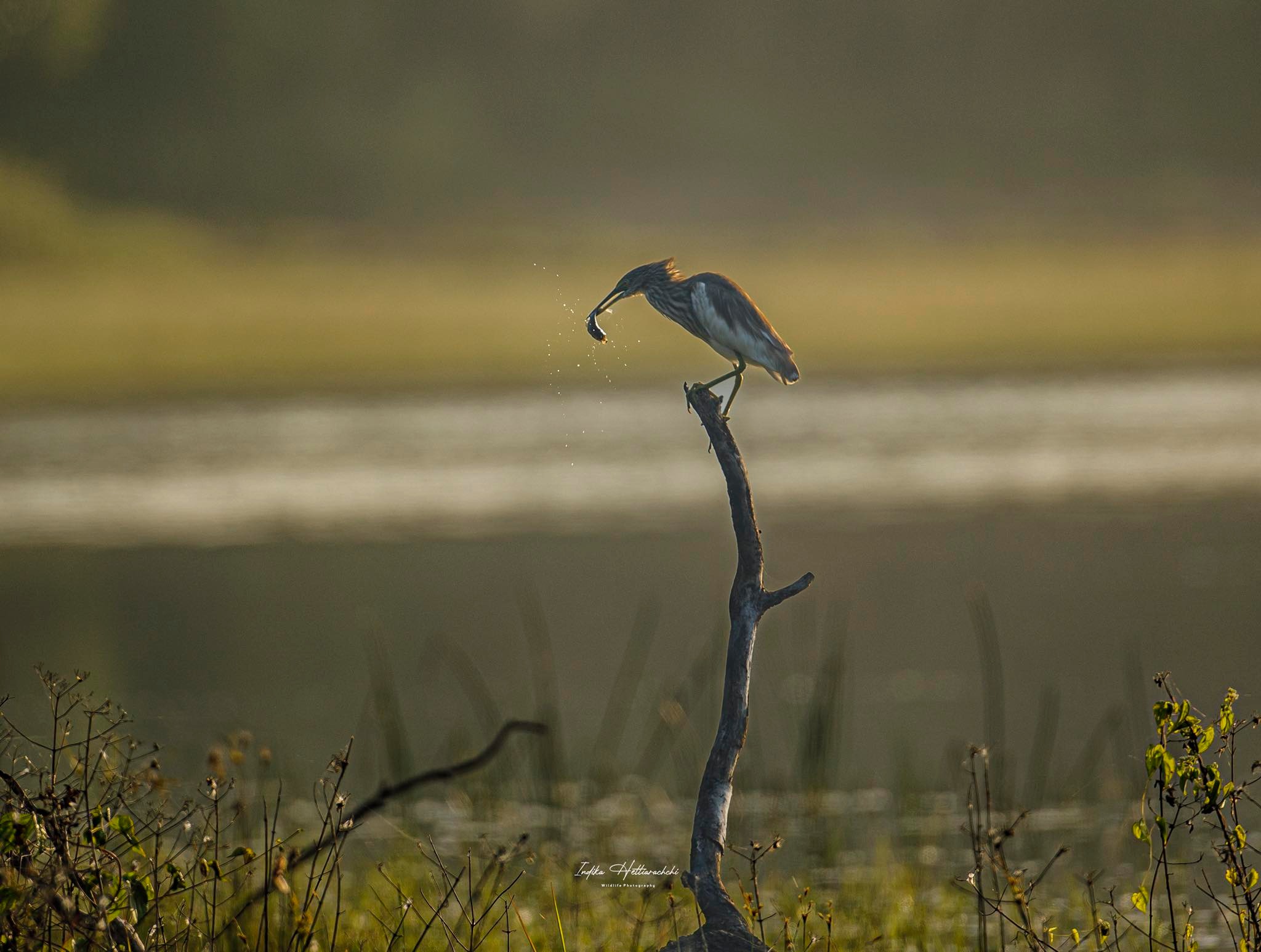 Pond heron at sunrise, Wilpattu - Wilpattu National Park