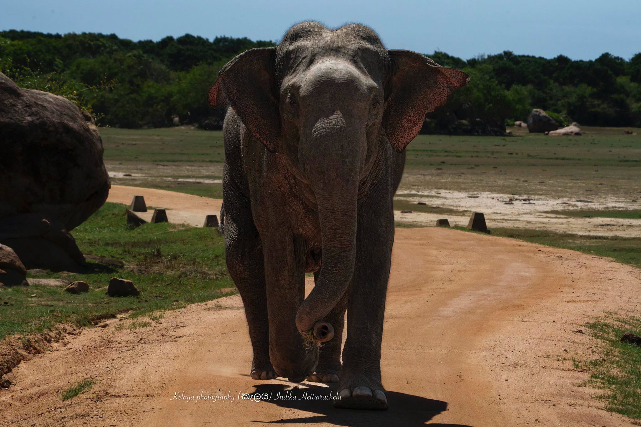 Elephant charge, Andaragala - Andaragala, Kumana National Park