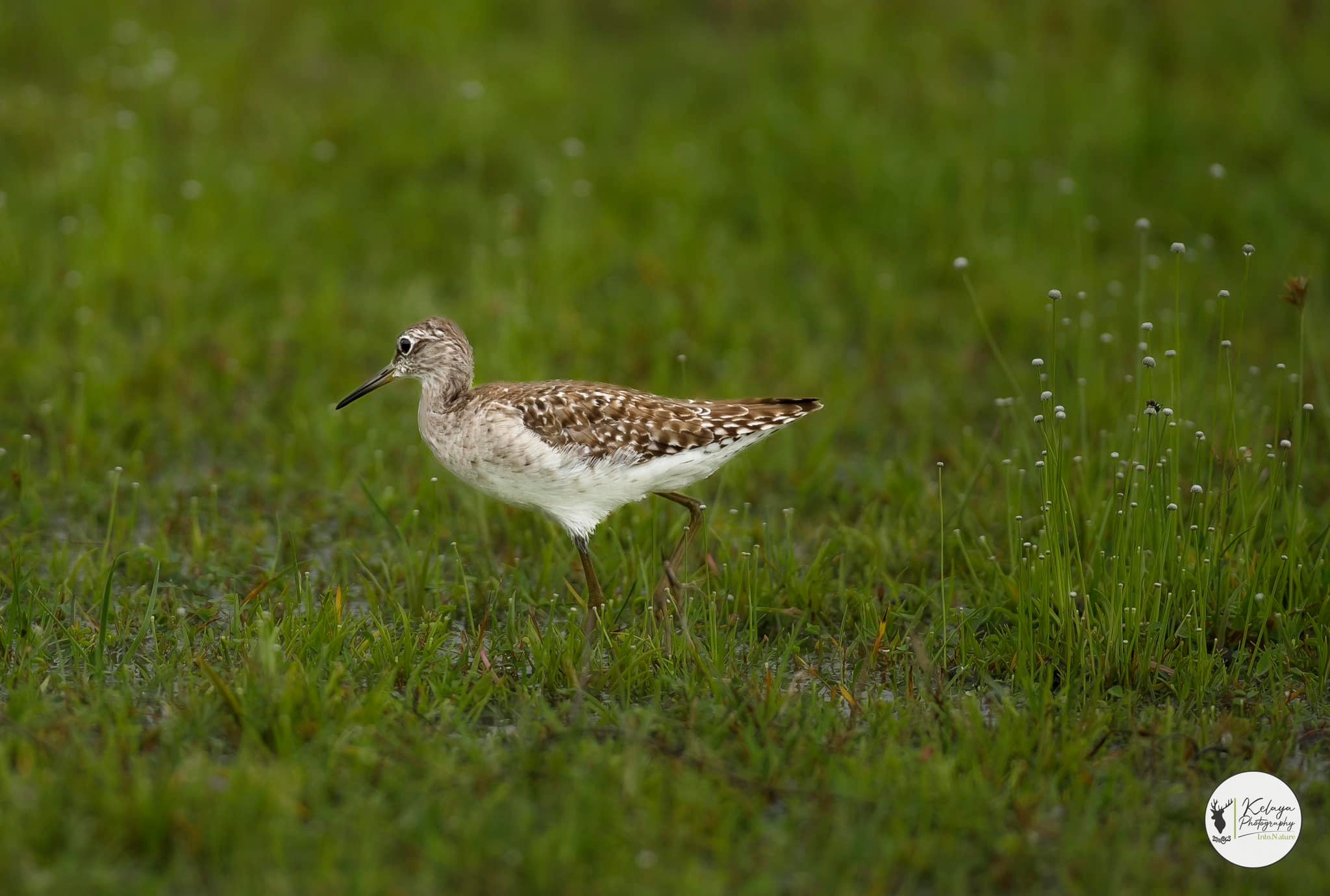 Wood sandpiper, Wilpattu - Wilpattu National Park